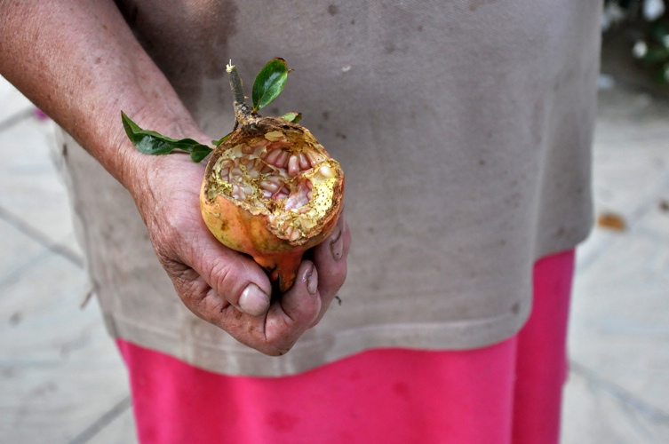 Person in pinkfarbener Hose und schmutzig grauem Shirt hält eine Südländische offene Frucht in der Hand